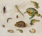 A Study of Insects, Sea Creatures and a Mouse