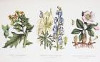 Common Poisonous Plants, c.1890 (coloured engraving)