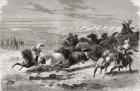Argentinian gauchos rounding up wild horses, illustration from 'The World in the Hands', engraved by Charles Laplante (d.1903), published 1878 (engraving)