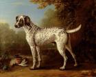 Grey spotted hound, 1738 (oil on canvas)