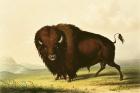 A Bison, c.1832 (coloured engraving)