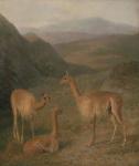 Vicunas, 1831 (oil on canvas)