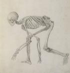 Human Skeleton: Lateral view in Crouching Posture, from the series 'A Comparative Anatomical Exposition of the Structure of the Human Body with that of a Tiger and a Common Fowl' (graphite on paper)