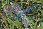 Blue Dragonfly