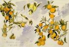 Orange Trees, 1863 (w/c, pen and ink over graphite on heavy wove paper)
