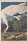 Hooping Crane, 1834 (coloured engraving)