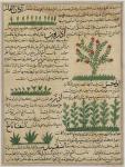 Ms E-7 fol. 142b Botanical plants, illustration from 'The Wonders of the Creation and the Curiosities of Existence' by Zakariya-ibn Muhammed al-Qazwini (gouache on paper)