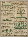 Ms E-7 fol. 142b Botanical plants, illustration from 'The Wonders of the Creation and the Curiosities of Existence' by Zakariya-ibn Muhammed al-Qazwini (gouache on paper)