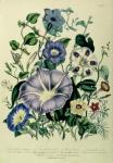 Bindweed, plate 26 from 'The Ladies' Flower Garden', published 1842 (colour litho)