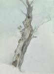 Tree Study, c.1800-05 (w/c over graphite on paper)