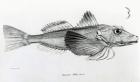 Galapagos Gurnard, plate 6 from 'The Zoology of the Voyage of H.M.S Beagle, 1832-36' by Charles Darwin (litho) (b/w photo)