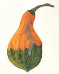 Large Gourd, 2005 (w/c on paper)