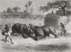 A Rhinoceros fight in Baroda, India in the 19th century.