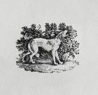 A Hound from 'History of Quadrupeds', 19th century (engraving)
