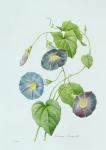 Morning Glory (colour engraving)