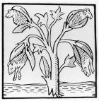 Cotton plant, as imagined by John Mandeville (engraving)