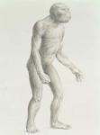 Australopithecus boisei (pencil on paper)