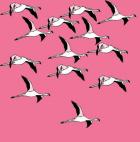 Flying Flamingos, 2017, (ink on paper)