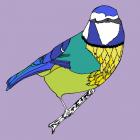 Betty Blue Tit, pen and ink, digitally coloured