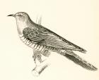 The Common Cuckoo, Cuculus canorus. From The National Encyclopaedia, published c.1890.