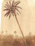 Palm Tree, 2015 (w/c on paper)
