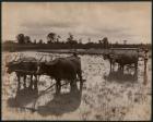 Farm work, c.1880 (albumen print)