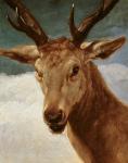 Head of a Stag, 1634 (oil on canvas)