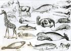 Cetacea Edentata (litho) (b/w photo)