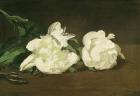Branch of White Peonies and Secateurs, 1864 (oil on canvas)