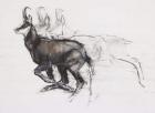 Running Chamois (charcoal & conte on paper)