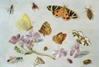 Butterflies, moths and other insects with a sprig of periwinkle (oil on copper)