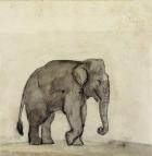 Elephant, c.1790 (pen & ink, wash & w/c on paper)