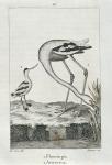 Flamingo and Avosetta, from A History of the Earth and Animated Nature, London 1816 (copper plate engraving)