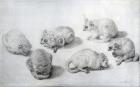 Studies of a Lemur, 1773 (graphite on paper)