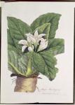 Atropa mandragora: published by Dr. Woodville, 1794