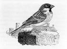 The House Sparrow, illustration from 'A History of British Birds', by Thomas Bewick, first published 1797 (woodcut)