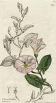 Concolvulus Arvensis, published London 1796 (colour litho)