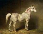 'Beatrice', the white arab saddlehorse of Helmuth Graf von Moltke, 1855 (oil on canvas)