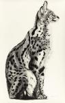 Serval, 2009 (charcoal on paper)