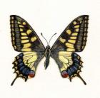 Swallowtail Butterfly, 2005 (w/c on paper)