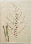 Asparagus officinalis from the album Gottorfer Codex, c.1650 (gouache on parchment)
