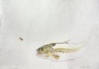 Trout chasing a fisherman's fly (mixed media) (1991)