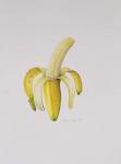 A Half-peeled Banana, 1997 (w/c on paper)
