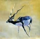 Black Buck, Velavadar, 1997 (mixed media on paper)