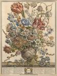 March, from 'Twelve Months of Flowers' by Robert Furber (c.1674-1756) engraved by Henry Fletcher (colour engraving)