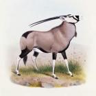 The Gemsbok, from 'The Book of Antelopes', (colour litho)