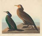 Violet-green Cormorant and Townsend's Cormorant, 1838 (coloured engraving)