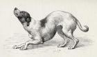 Dog in a humble and affectionate frame of mind, from Charles Darwin's 'The Expression of the Emotions in Man and Animals', 1872 (litho)