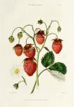 The Roseberry Strawberry, engraved by Watte, pub. by Thomas Kelly, London 1830 (engraving)