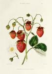 The Roseberry Strawberry, engraved by Watte, pub. by Thomas Kelly, London 1830 (engraving)